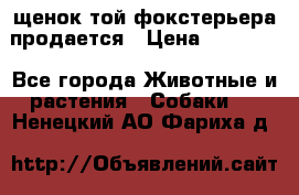 щенок той-фокстерьера продается › Цена ­ 25 000 - Все города Животные и растения » Собаки   . Ненецкий АО,Фариха д.